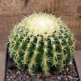 D1705 ECHINOCACTUS GRUSONII BREVISPINUS pot14-H12-W14 cm MaMa Cactus Green Plant