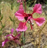 Clarkia Flower Seeds, Elegant Clarkia, Seeds to grow in your home garden. Garden Plants