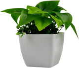 Artificial Plants Pack of 3 Scindapsus aureus Sweet Potato Leaves (Plastic Pot) Green Plant