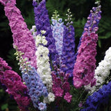 Delphinium se_ds, 200 DELPHINIUM perennial se_ds, Ukrainian organic se_ds SW1084 Flowering Plants