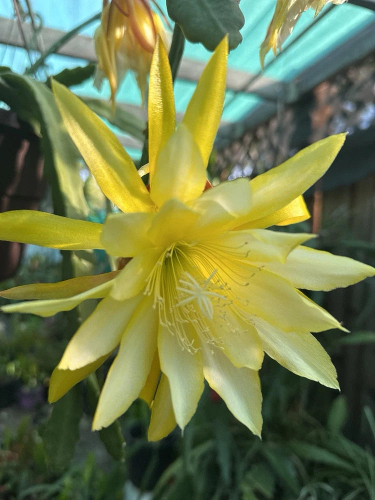 Epiphyllum orchid cutting with pale yellow star-shaped bloom