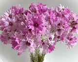 Dianthus Flower Stem Pink Carnation Dianthus Blossom Flowers Faux Silk Spray x1 Carnation