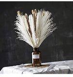 box protected pampas grass large Pampas Grass