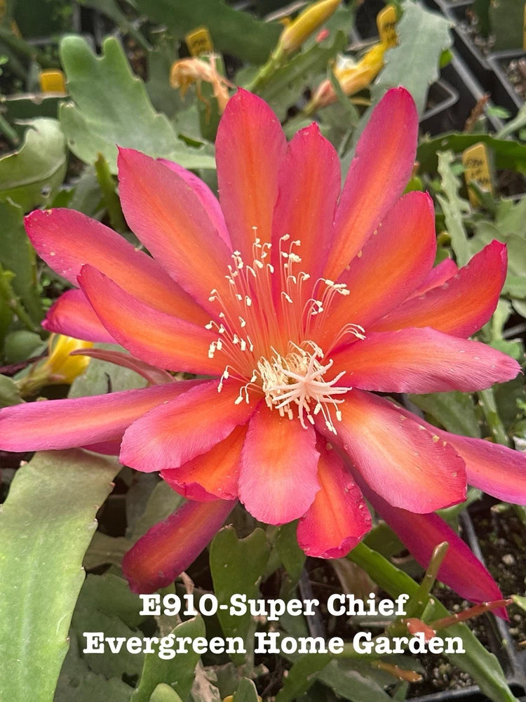 Epiphyllum orchid cactus starter pot with vivid pink-orange flower and green pads