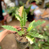 Philodendron Ring Of Fire Variegated Ornamental Plant Green Plant