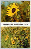Kansas Sunflower State Flower Vintage Postcard Sunflower