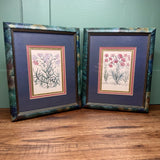 Basilius Besler Hortus Eystettensis Framed Prints Carnation Flowers Vintage 90s Carnation