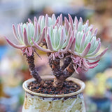 5CM Succulent Plant Dudleya Edulis_Multi-Heads_Crassulaceae Home Garden Plant Garden Plants