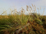 Photo 6x4 Pampas grass on Tresco Borough/SV8914  c2010 Pampas Grass
