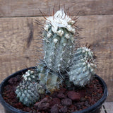 D3686 COPIAPOA LONGISPINA pot18-H15-W17 cm MaMa Cactus Green Plant