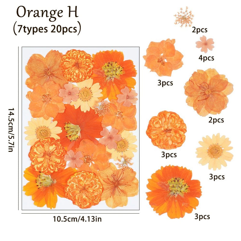 20PCS Real Pressed Dried flowers collection, Orange Dyed Daisy Flowers FCD508 Dried Flower