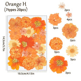 20PCS Real Pressed Dried flowers collection, Orange Dyed Daisy Flowers FCD508 Dried Flower
