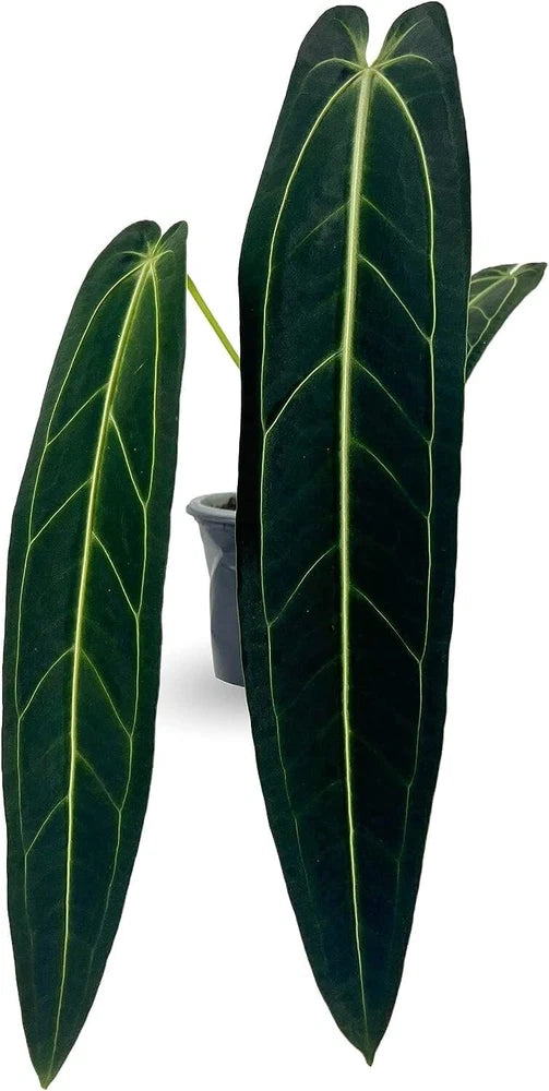 Anthurium Warocqueanum house plant with dark green long leaves and pale yellow veins, in pot