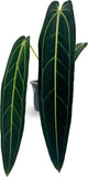 Anthurium Warocqueanum House Plant | Rare & Unique Queen Anthurium plant Green Plant