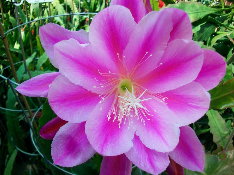 Pink and magenta Epiphyllum orchid flower with long white stamens, close-up bloom