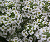 ALYSSUM CARPET OF SNOW Lobularia Maritima - 10,000 Bulk Seeds Garden Plants