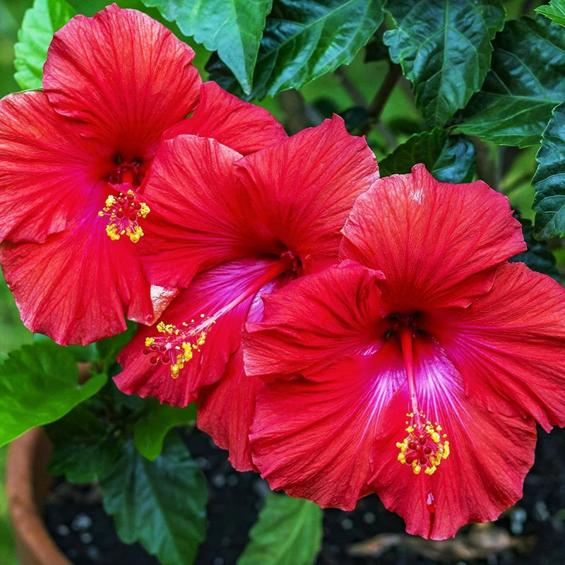 Red hibiscus mallow flowers with yellow stamens and green leaves