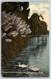 California Los Angeles Pampas Grass and Lake Echo Park Vintage Postcard POSTED Pampas Grass