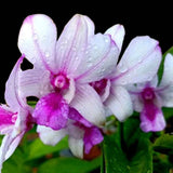 Dendrobium Popeye 4