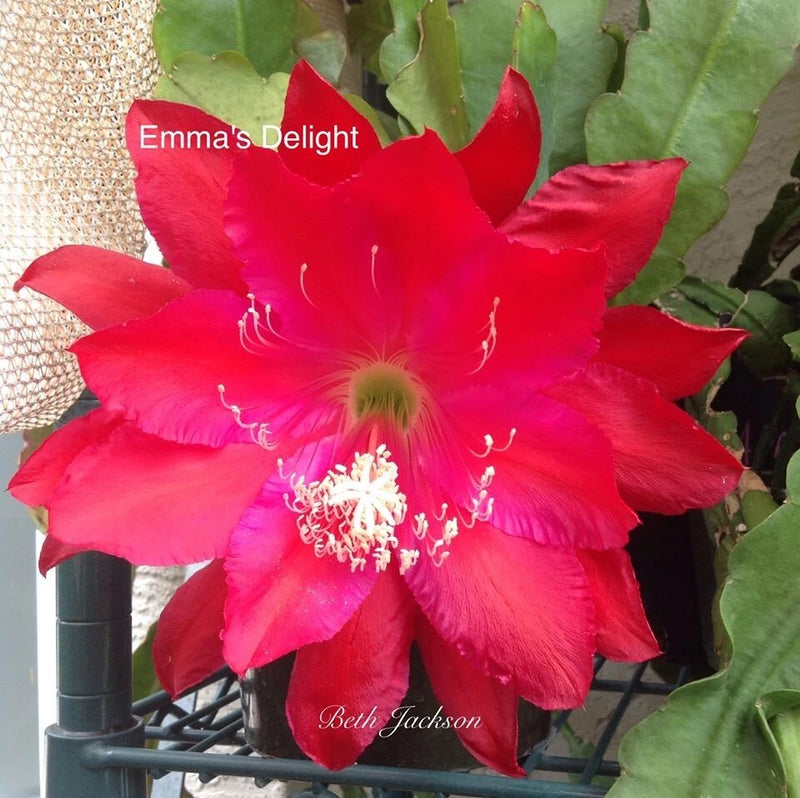 Red orchid cactus flower with long white stamens and pinkish center