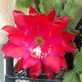 Epiphyllum, Orchid Cactus, " EMMA'S DELIGHT ", Don's Quart pots APRIL/2 Orchids