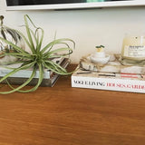 NEW Pottery Barn Succulent Stem Faux Tillandsia NWT Green Plant
