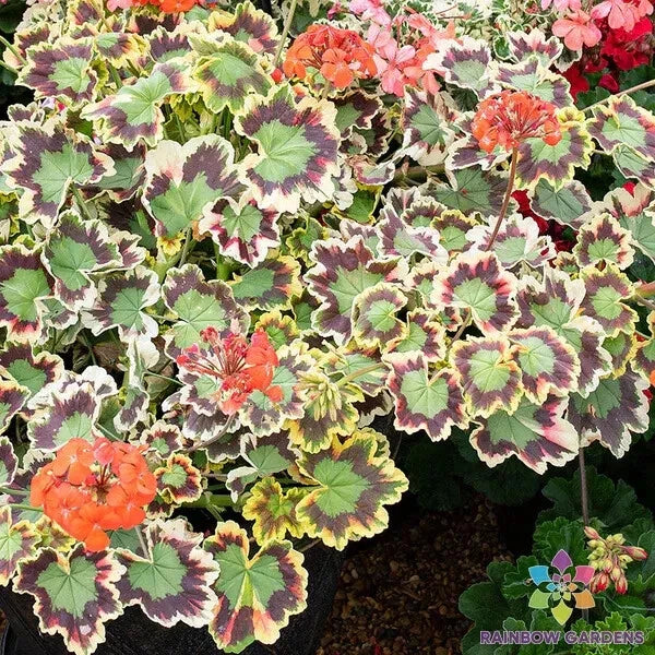 25+ Crazy Colors! - Mrs. Pollock Geranium Seeds for Garden - FREE SHIPPING! Garden Plants
