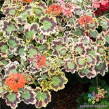 25+ Crazy Colors! - Mrs. Pollock Geranium Seeds for Garden - FREE SHIPPING! Garden Plants