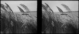 Egypt Felucca on Nile seen through pampas grass on way to Helwan E - Old Photo Pampas Grass