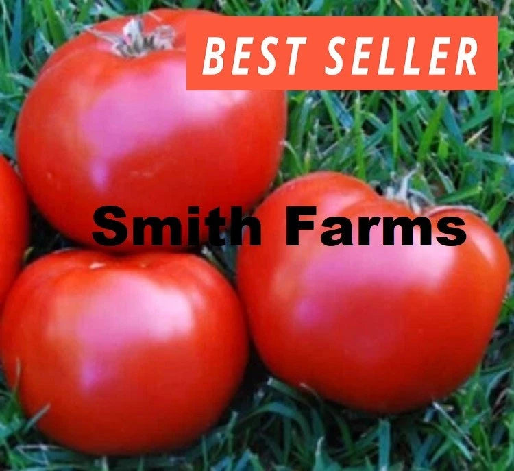 50+ Seeds BOXCAR WILLIE Tomato Hybrid Juicy Easy to Grow Vegetable Garden Garden Plants