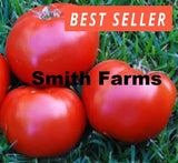 50+ Seeds BOXCAR WILLIE Tomato Hybrid Juicy Easy to Grow Vegetable Garden Garden Plants