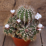 M106 GYMNOCALYCIUM CHACOENSE VERY OLD pot14-H17-W22 cm MaMa Cactus Green Plant