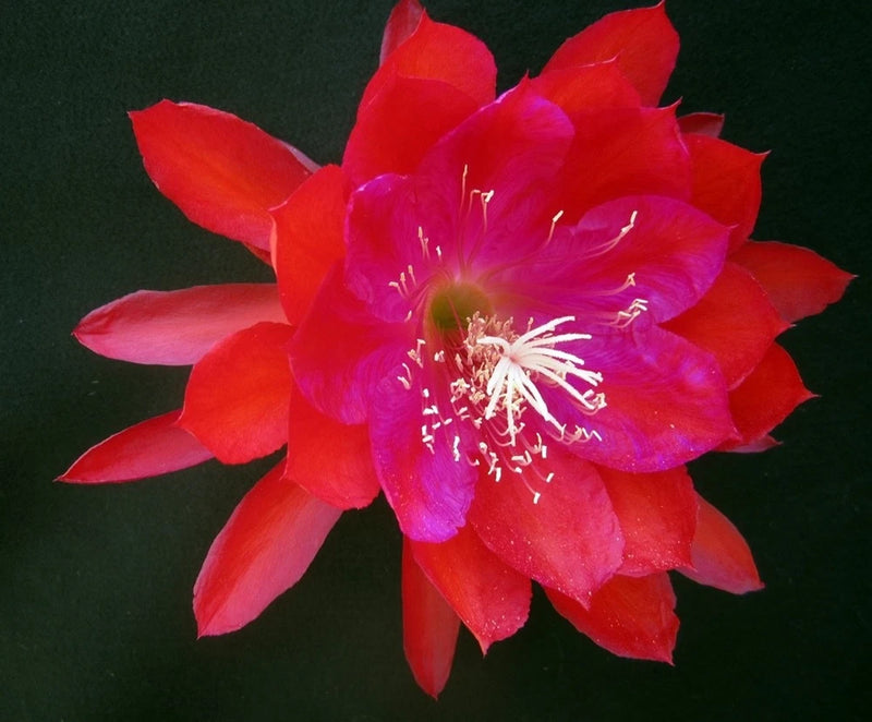 Red and pink orchid cactus flower with prominent white stamens