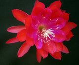 Epiphyllum, Orchid Cactus, " MARK'S DRACULA ", Don's Quart pots FEB/4 Orchids