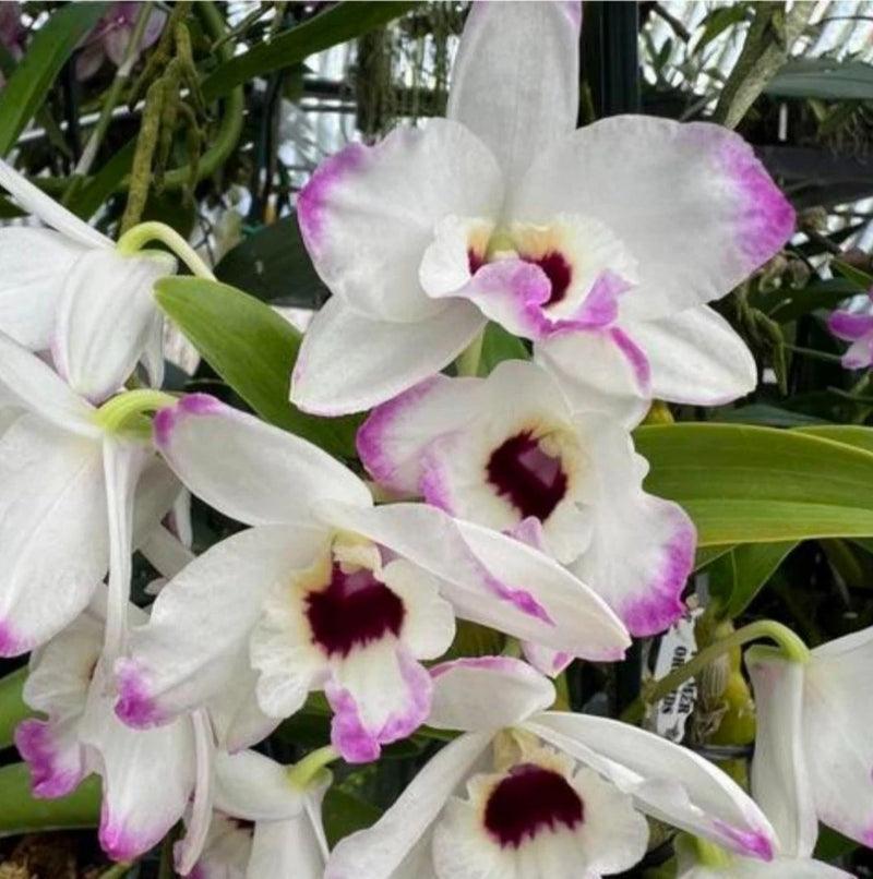 White and purple orchid blooms with dark maroon centers on green stems