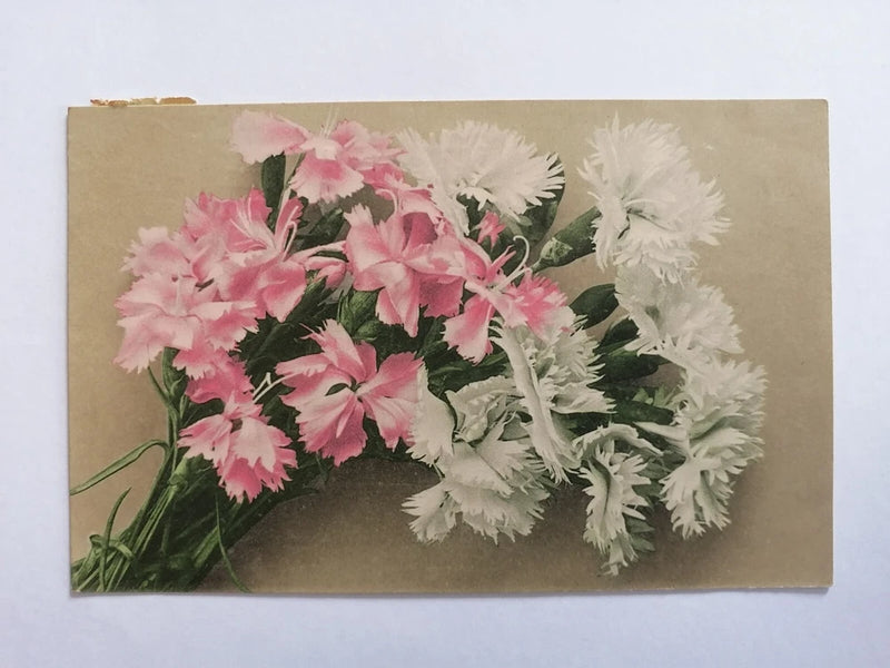 Old postcard Martin ROMMEL, STUTTGART flowers EYEILLETS flowers CARNATIONS Carnation