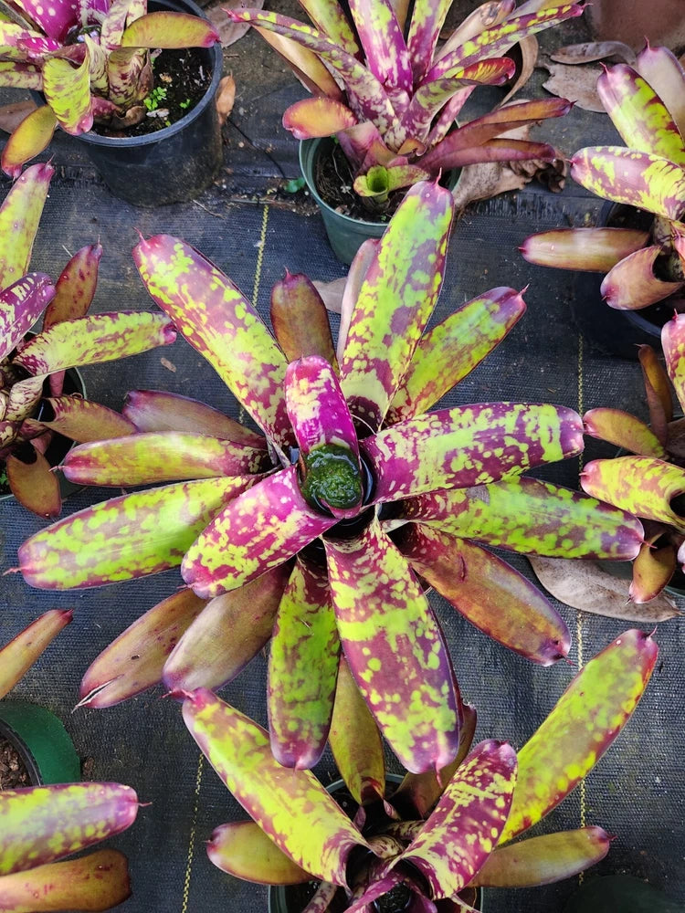 Variegated exotic orchid plant with purple, yellow, and green speckled rosettes in pots