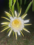 3 FT LIVE PLANT Queen of the Night CACTUS ORCHID Night Blooming Cereus Orchids