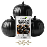 Exotic Black Kat Pumpkin Seeds for Planting (10 Seeds) Ð Deep Black,Green Green Plant