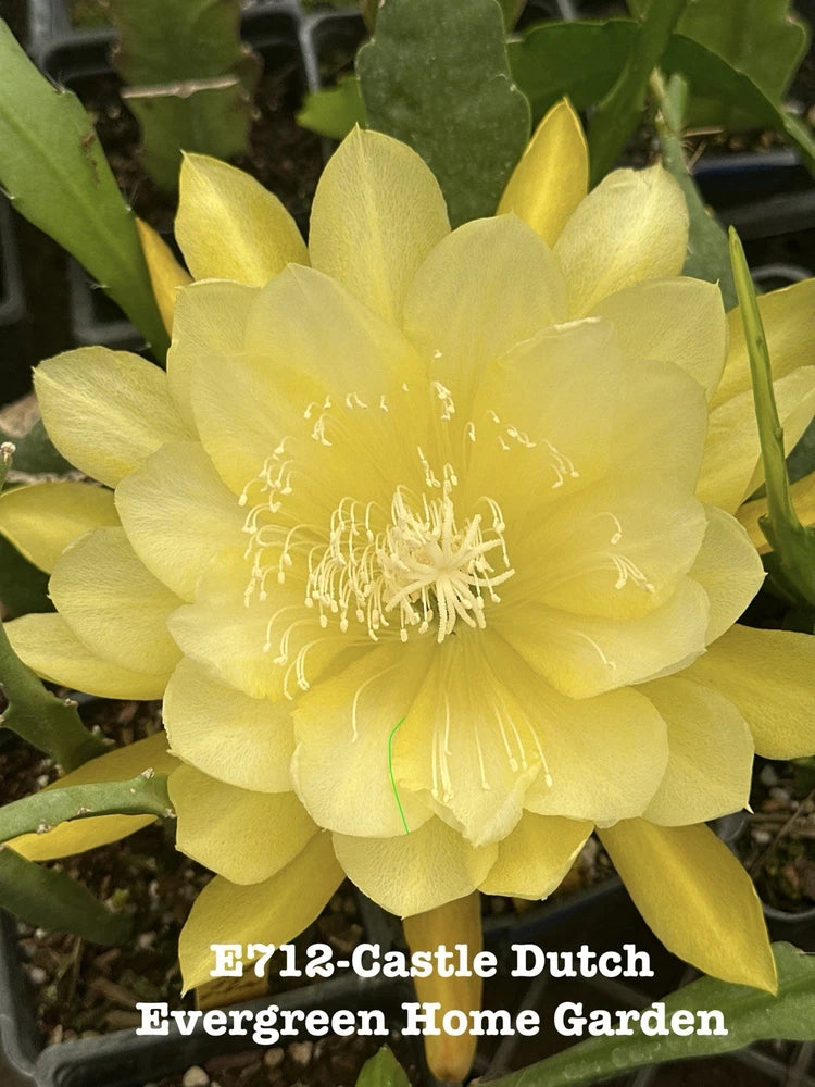 Yellow epiphyllum orchid cactus flower with green leaves in 4-inch starter pot