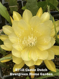 Rooted Epiphyllum Orchid Cactus ÒCastle DutchÓ Growing In 4Ó Starter Pot. Orchids
