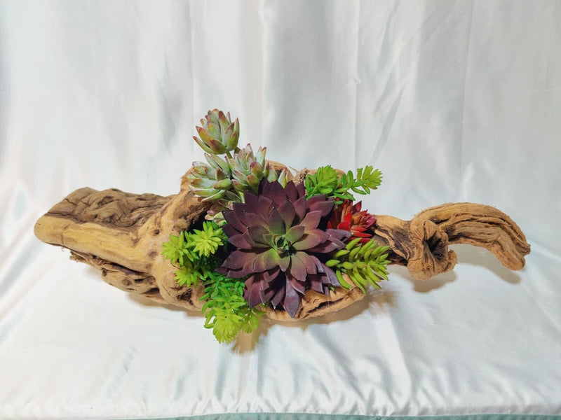 Beautiful Botanical Echeveria Cacti Floral Succulent Moss Plant In the Driftwood Green Plant