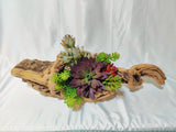Beautiful Botanical Echeveria Cacti Floral Succulent Moss Plant In the Driftwood Green Plant