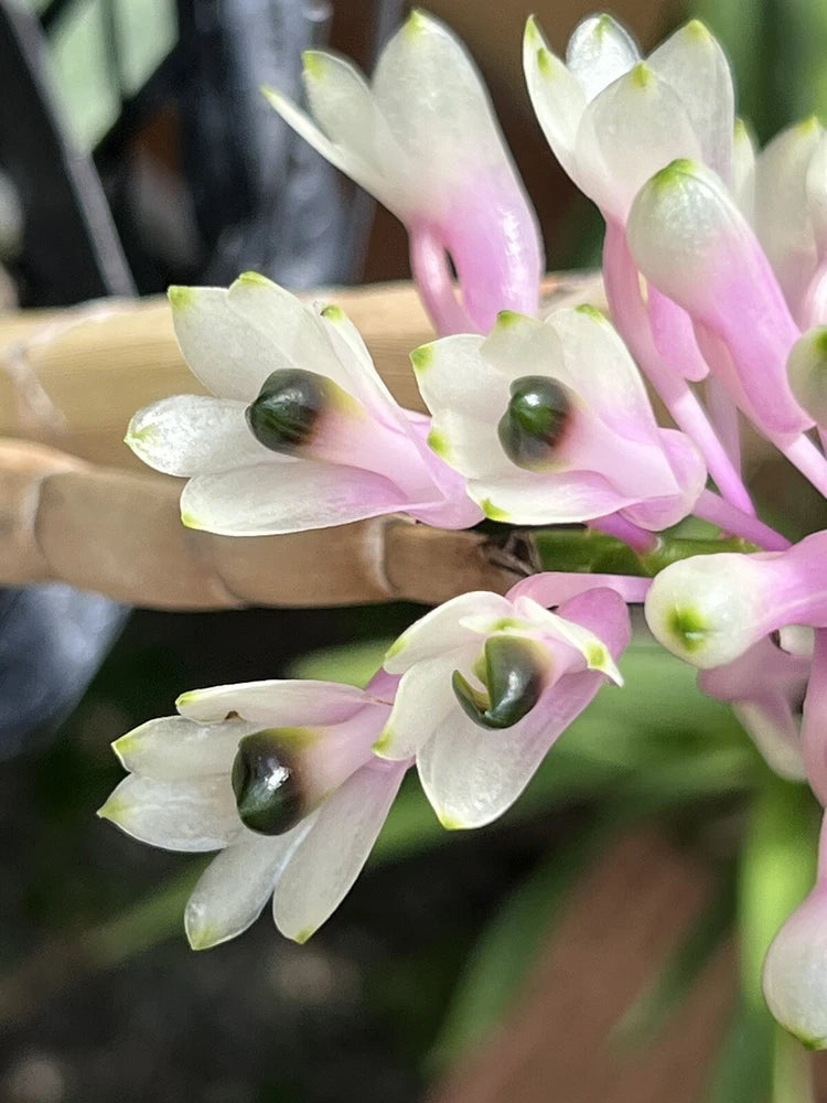 Dendrobium smilliae orchid flowers with white petals, green centers, pink stems