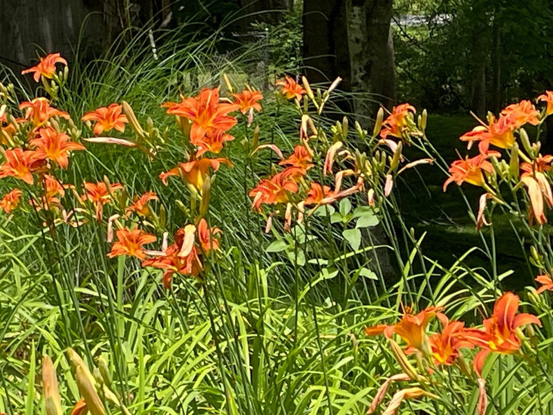 7 Orange Daylily Bulbs Plant Perennial Lily Flowers Tawny Day Lily Orchids