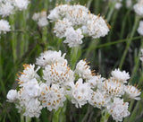 ANTENNARIA PUSSYTOES WHITE Antennaria Dioica - 100 Bulk Seeds Garden Plants