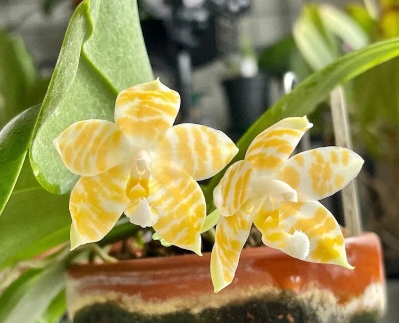 Orchid flowers with yellow petals and white speckles, on green leaves