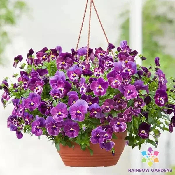 200+ Cool Wave Raspberry Swirl Pansy (Viola) Seeds for Garden - FREE SHIPPING! Garden Plants