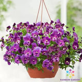 200+ Cool Wave Raspberry Swirl Pansy (Viola) Seeds for Garden - FREE SHIPPING! Garden Plants