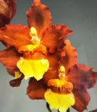 ORCHID PLANTS  Fore Cat Harmony  Ons One rooted bulb bare root Orchids